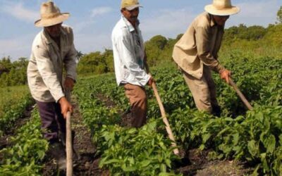 Campesinos requieren enfoque empresarial
