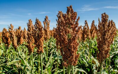 China aprueba importaciones de sorgo mexicano