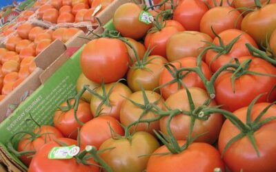 Biden ¿Oportunidad o reto para la agricultura mexicana?