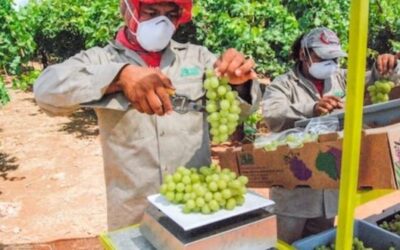 La sanidad, la clave del éxito en las exportaciones agrícolas sonorenses