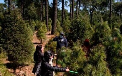 ALERTAN SOBRE GRAVES RIESGOS POR ENTRADA LIBRE DE ÁRBOLES DE NAVIDAD DE EU