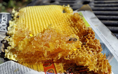 Miel gana peso como sustento en pueblos