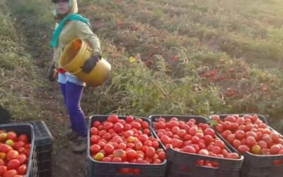 Productores del Valle del Yaqui han dado inicio a la cosecha del tomate
