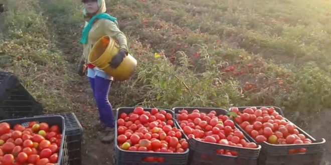 Productores del Valle del Yaqui han dado inicio a la cosecha del tomate
