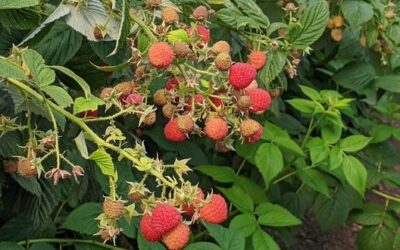 La producción de frambuesa mexicana ha vuelto a aumentar