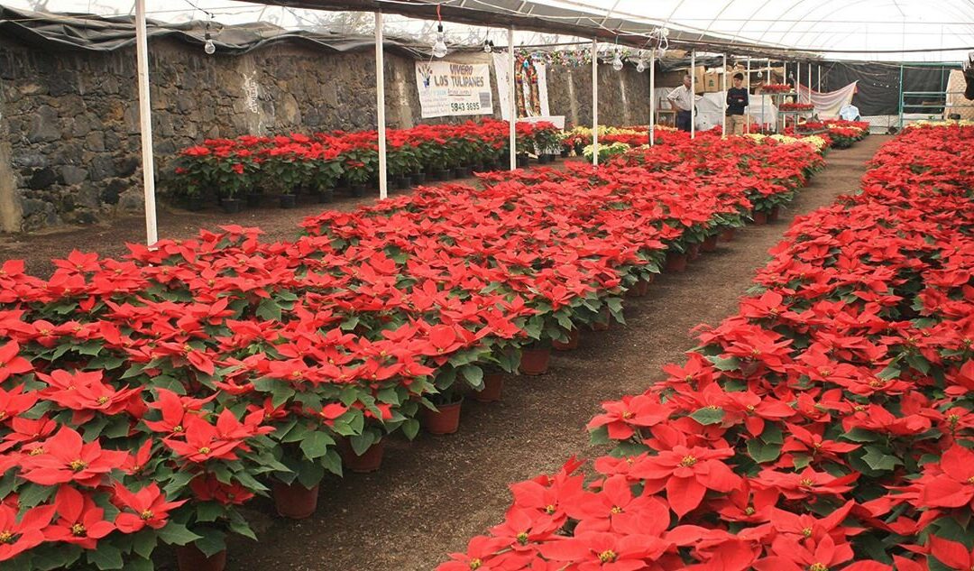 Productores buscan colocar en el mercado más de 16 millones de plantas de Nochebuena