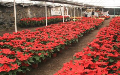 Productores buscan colocar en el mercado más de 16 millones de plantas de Nochebuena