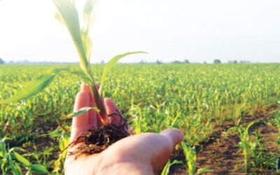 Clasificado como de la más baja toxicidad, EL GLIFOSATO NO ES CARCINOGÉNICO: COFEPRIS