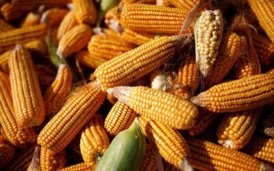 El maíz mete reversa