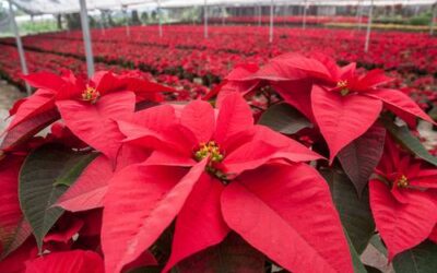 Muestra Inifap aporte de la ciencia a producción agrícola