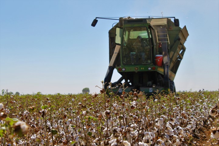 Agricultores cosechan el 88.50 por ciento de algodón