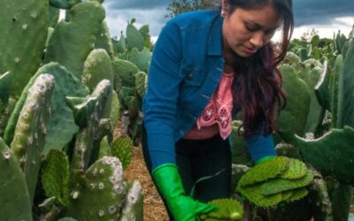 Genera empleo para más de 230 familias la industria del nopal en Valtierrilla