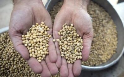 Encarecen granos a récord de 7 años