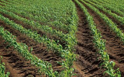 UN DESASTRE PARA EL CAMPO EL DECRETO QUE PROHIBE EL  GLIFOSATO