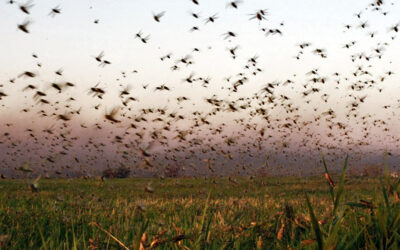 Quintana Roo ‘activa alerta’ por aparición de mangas de langosta en Yucatán