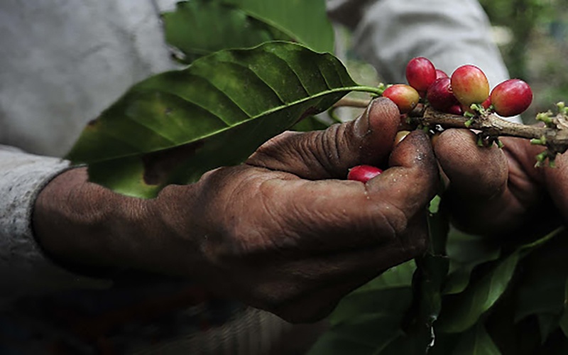 En cosecha 2020-2021 se perdió un millón de quintales de café: UNPC