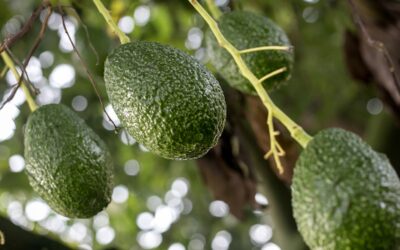 Sader reconoce a productores de aguacate por su contribución al programa de exportación
