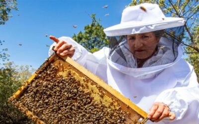 Mantienen apicultores jaliscienses nivel de calidad de la miel de abeja