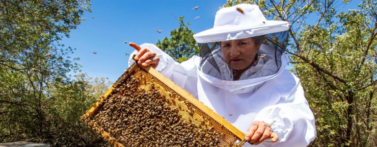 Mantienen apicultores jaliscienses nivel de calidad de la miel de abeja