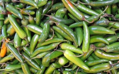 Heladas dañan 95% de hortalizas de Nuevo León