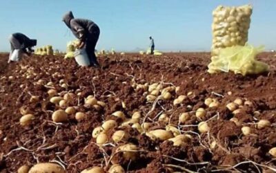 Inicia cosecha de papa en el Valle del Yaqui