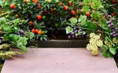 Estimulan la fotosíntesis para lograr cultivos más productivos