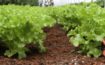 Reportan cierre positivo del sector primario en el ciclo 2020