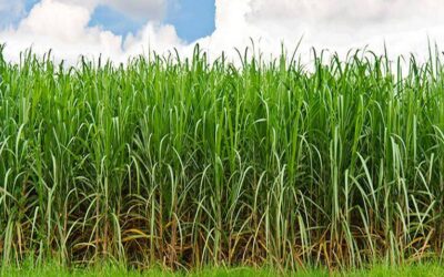 Con satélites, drones y apps buscan mejorar el cultivo de caña en México