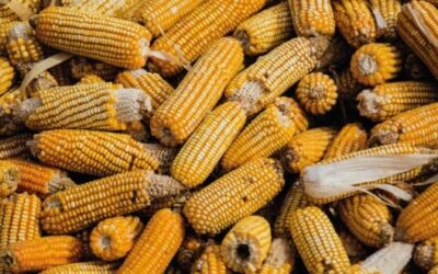 Acuerdan CONCAMIN y CIMMYT colaborar para el desarrollo agrícola sostenible y la seguridad alimentaria de México